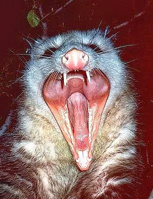 cliparts of animal opossum teeth