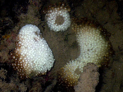 Coral Bleaching