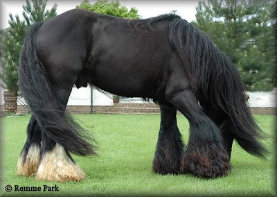 world's beautiful horses