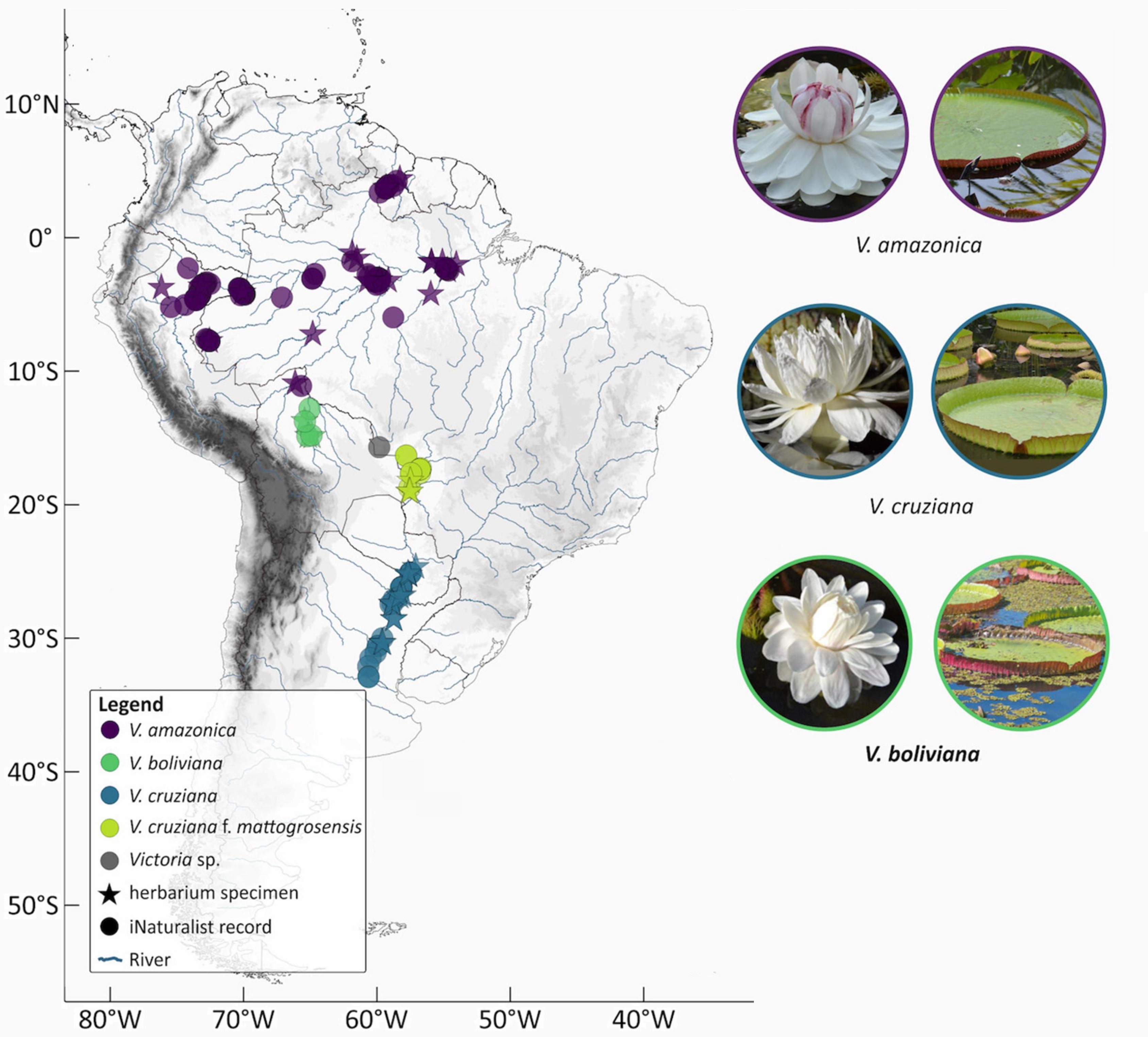 Frontiers  Revised Species Delimitation in the Giant Water Lily Genus  Victoria (Nymphaeaceae) Confirms a New Species and Has Implications for Its  Conservation