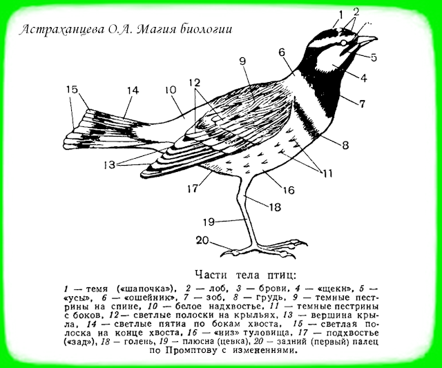 строение птицы, части тела, крылья, клюв, хвост