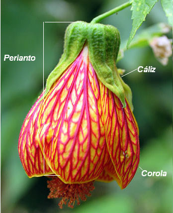 Perianto en una flor de Callianthe picta o abutilón