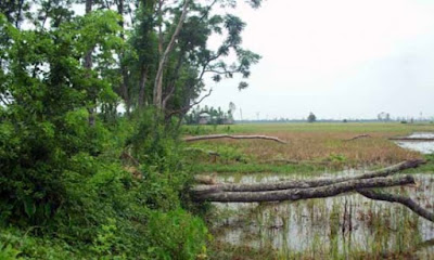 রাণীনগরে সরকারি গাছ কেটে নিল প্রভাবশালী মেম্বার