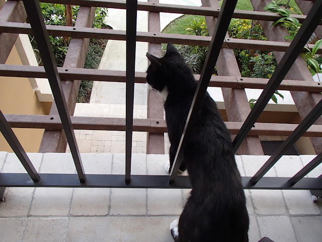 cat on balcony