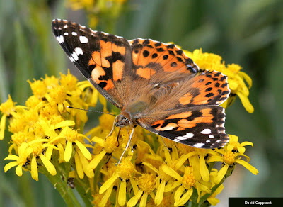 picture of butterfly