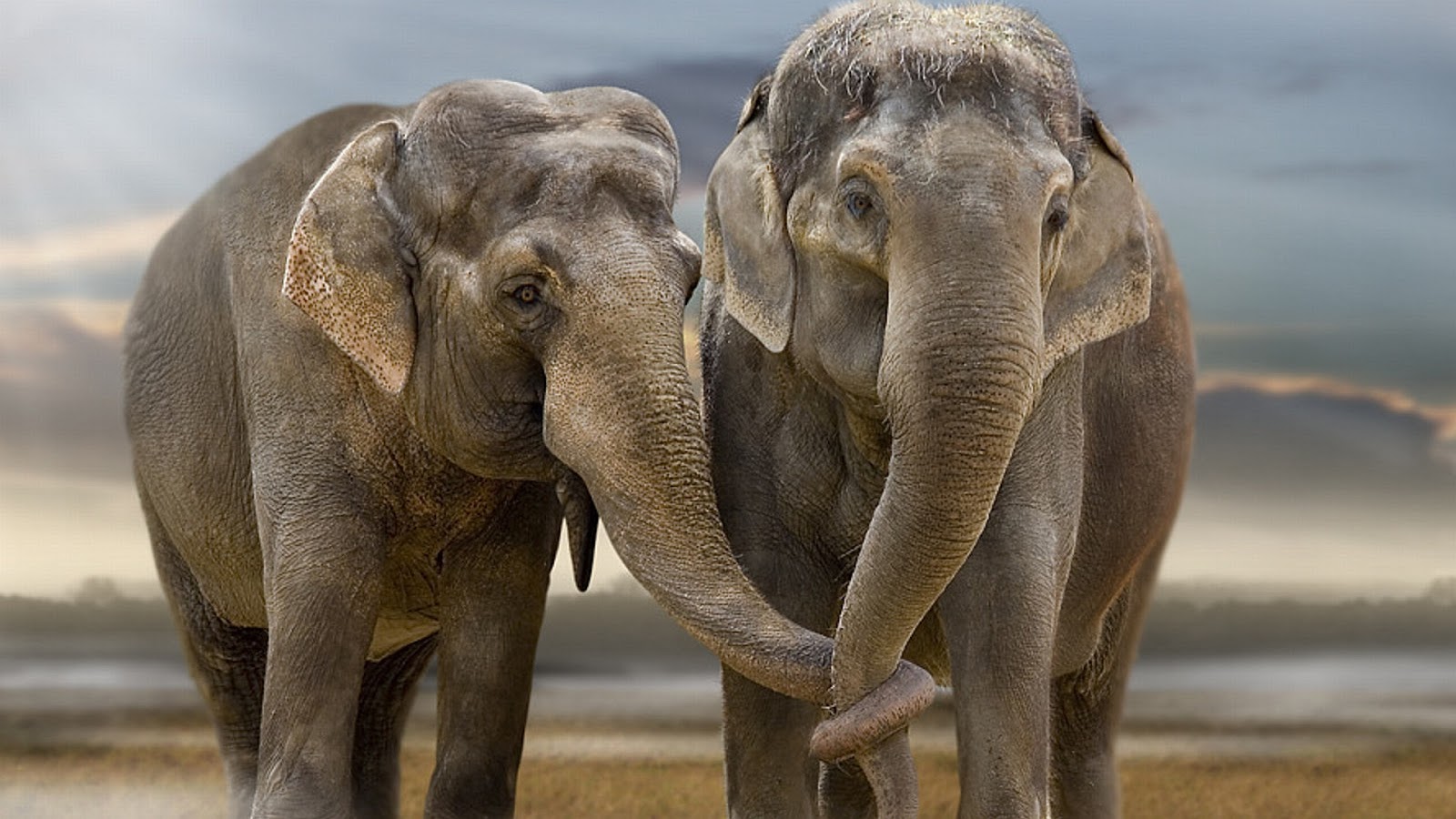 Animals Wallpapers  HD  Elephant  Wallpapers  HD 