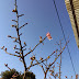 河津桜 咲きました！