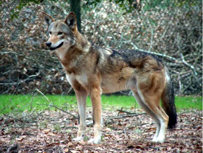 Red Wolf