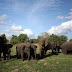 The Elephant Gathering At Minneriya National Park