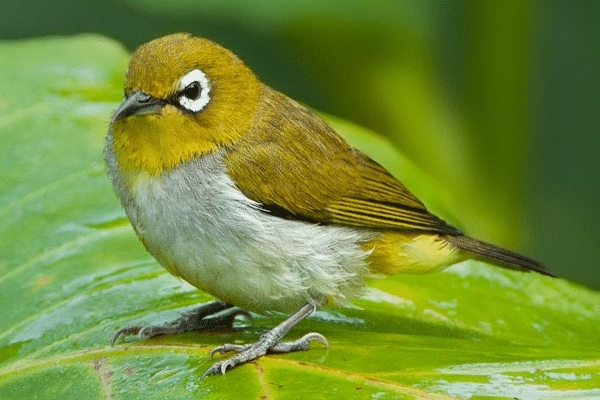 Cara Mengatasi Pleci Macet Bunyi