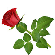 Red Rose (rose )