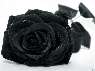 real black roses images