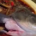 Video: Walaupun Sudah Dimasak, Ikan Ini Masih Hidup dan Bergerak