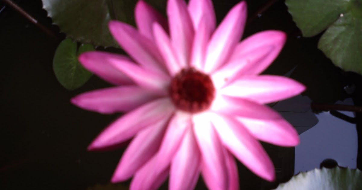 NOEGRAHA PASHTER: sejuta khasiat bunga TERATE