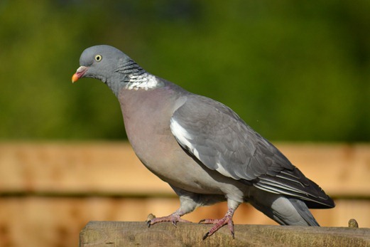 Wood Pigeon - Columba palumbus
