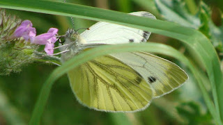 Pieris napi (female) DSC44320