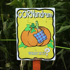 20110906 corn maze (28) edit2