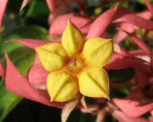 Mussaenda erythrophylla (Ashanti Blood, Red Flag Bush, Tropical Dogwood)