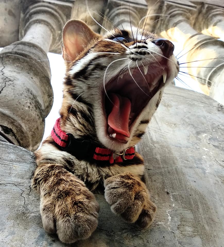 Foto foto Kucing Hutan Galak Membuka Mulut Leopard 