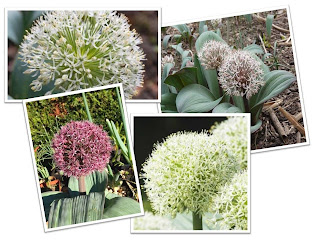 allium, trädgård, plantera allium, rådjursäker, lökar, torr läge, soligt läge, bygg din trädgård