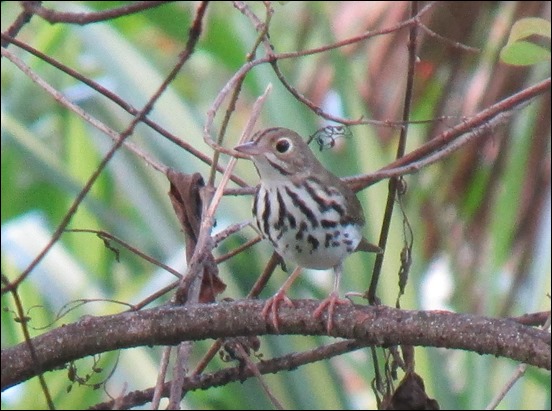 Black Throated Blue Warbler, Oven Bird