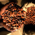 Ghana's Cocoa Processing Industry: An Attractive Investment Option