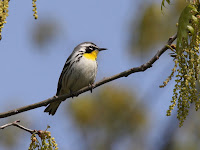 Yellow-throated warbler, by Dominic Sherony, May 2008