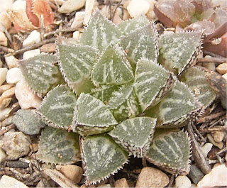 Haworthia wimii x