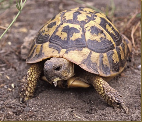 Tortuga mediterranea
