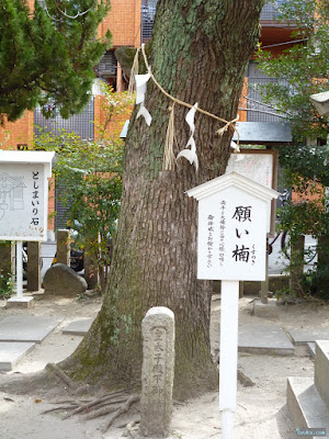 東高津宮願い楠