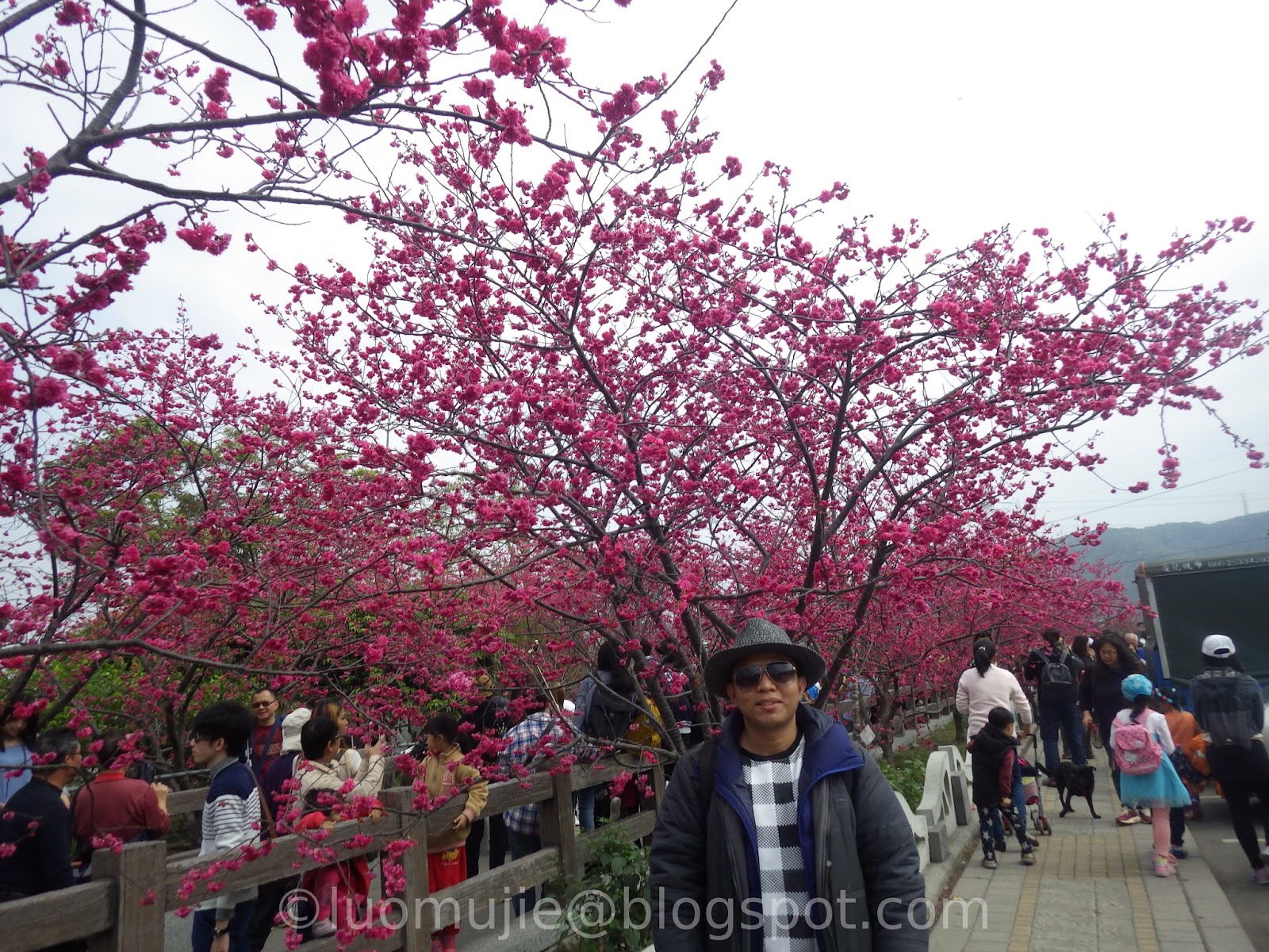 Taiwan cherry blossoms