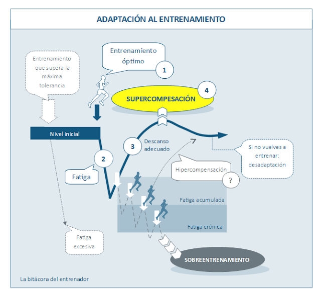 Consecuencias del sobreentrenamiento