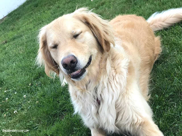 smiling golden retriever dog 