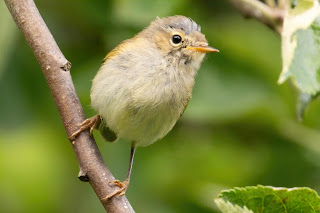 Chiffchaff DFBridgeman