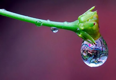 rain droplets pics