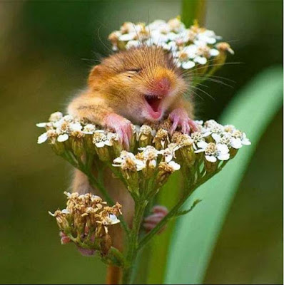 baby-squirrel-on-the-flower