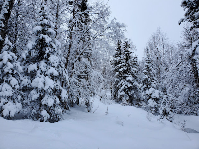 Image of a wintery woods