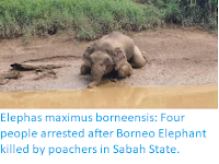 https://sciencythoughts.blogspot.com/2019/10/elephas-maximus-borneensis-four-people.html
