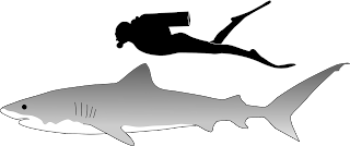 Kaplan köpek balığının boyutu
