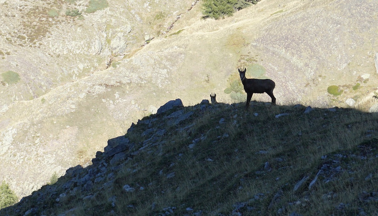 Chamois near Col de Raus