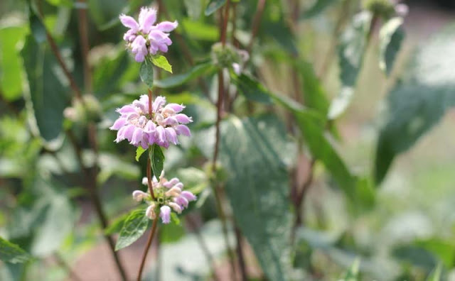 Jerusalem Sage Flowers