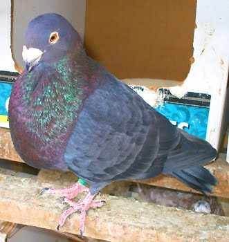 Laudino Sevillano Pouter Pigeon