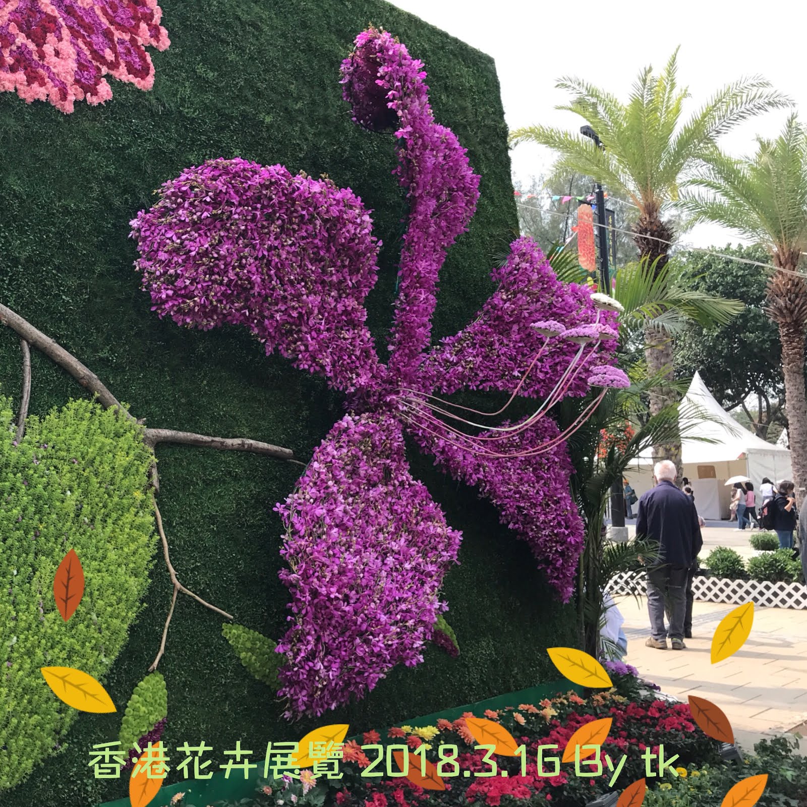 遊郵戳魚 18年3月16日香港花卉展覽 鬱金香花海