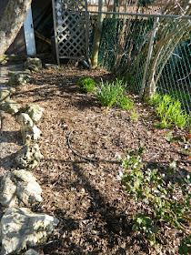 Parkdale Spring Backyard Garden Cleanup Before by Paul Jung Gardening Services a Toronto Gardening Company