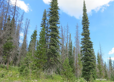 standing dead trees, Rocky Mountain National Park