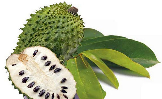 9+ Manfaat Daun dan Buah Sirsak 