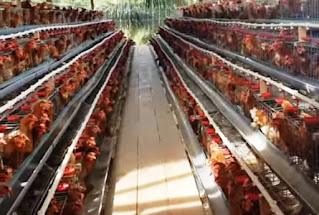 pt ayam broiler jawa tengah