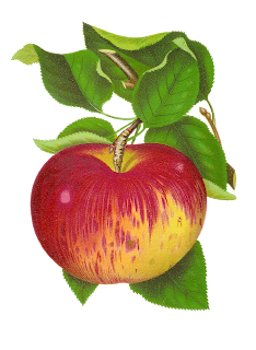 free apple fruit clipart vintage illustration download