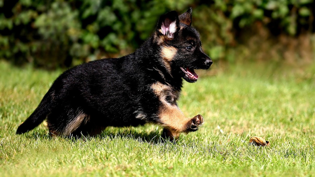German Shepherd Puppy Pics