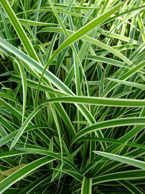 Carex